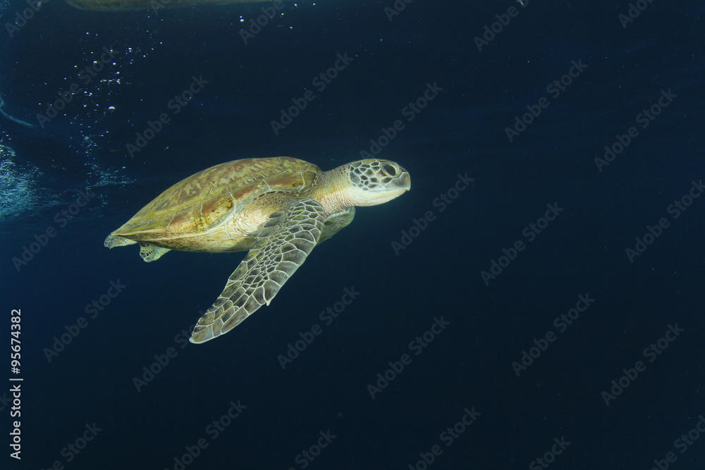 Naklejka premium Green Sea Turtle