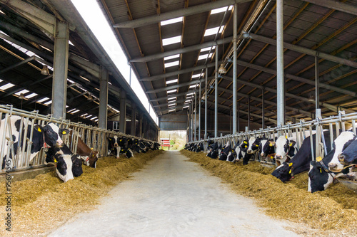 cows in the hangar. Cows on Farm photo