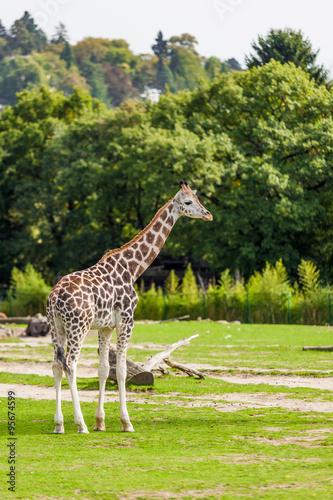 giraffes in the zoo safari park