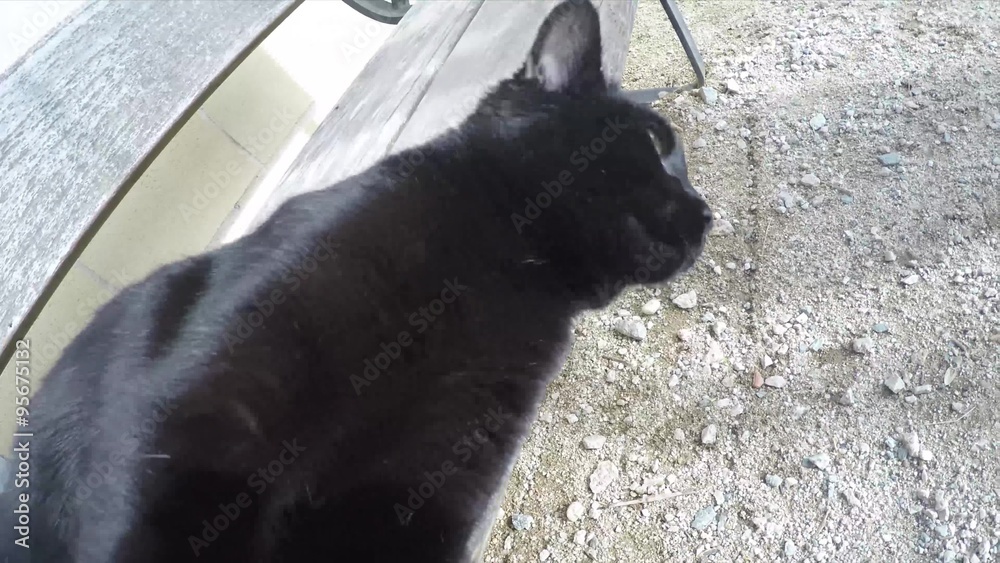 gato araña pantalla / gato negro golpea con su pata la pantalla y se va