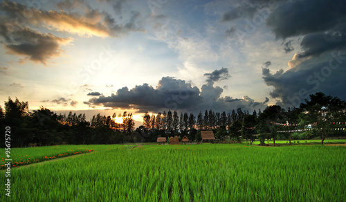 rice in paddy field