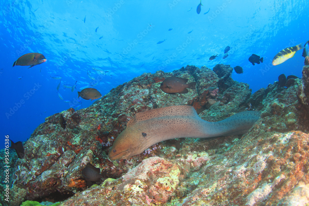 Fototapeta premium Giant Moray Eel