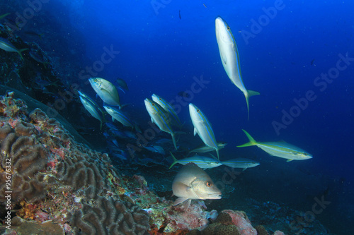 Underwater fish - mackerel sardines  tuna