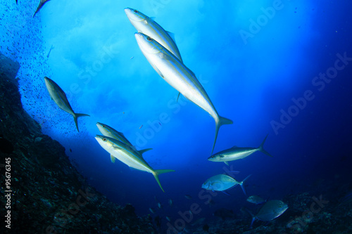 Underwater fish - mackerel,sardines, tuna © Richard Carey