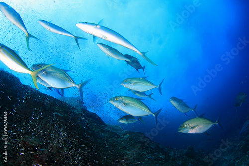 Underwater fish - mackerel,sardines, tuna © Richard Carey