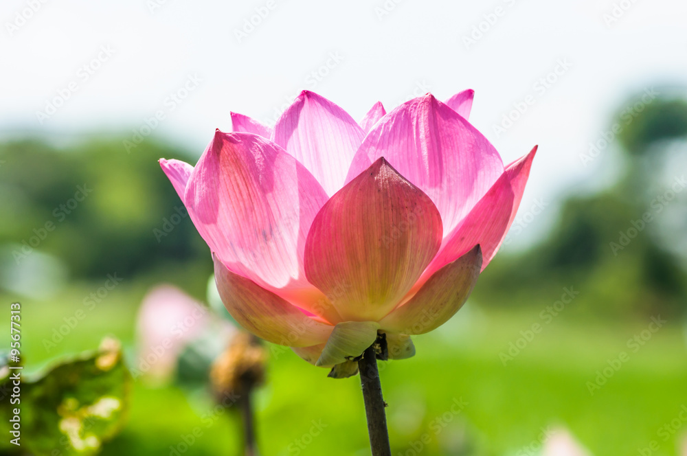 beautiful lotus flower in blooming