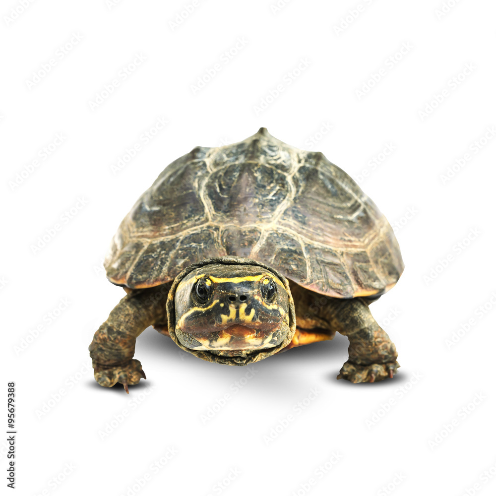 Obraz premium Tortoise on white