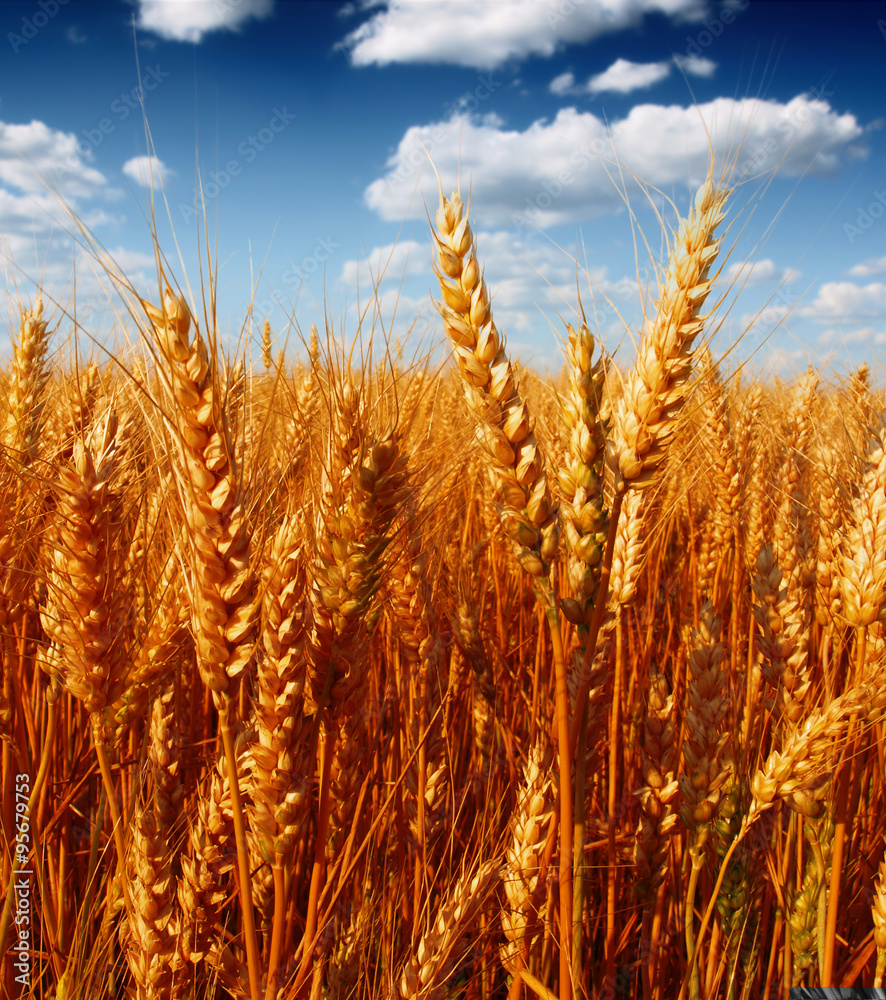 Fototapeta premium wheat field