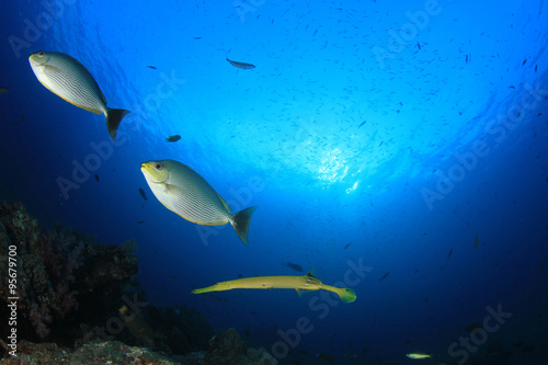 Underwater fish - mackerel sardines  tuna