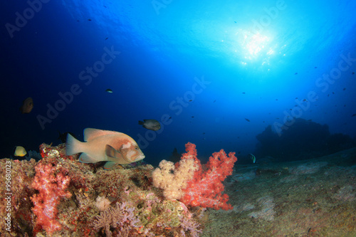 Underwater scene coral reef and fish in ocean