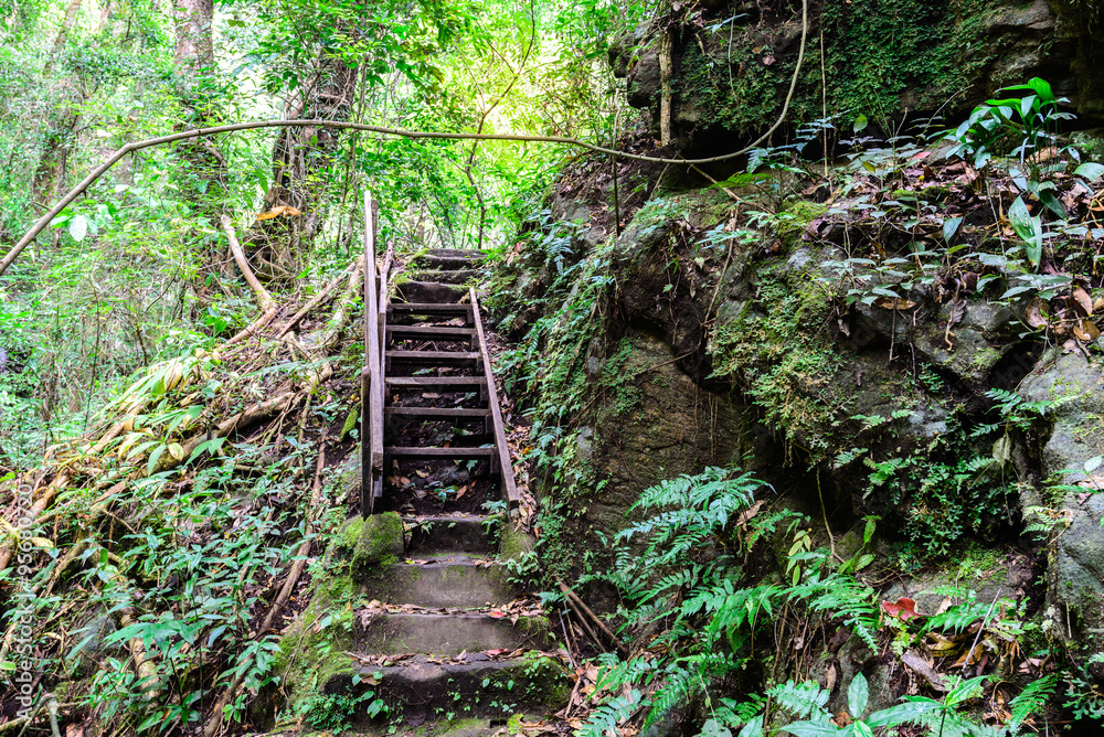 Obraz premium Staircase to the waterfall in deep foest.