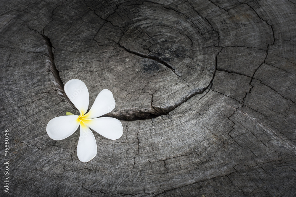 Obraz premium white flower on nature wood backround.