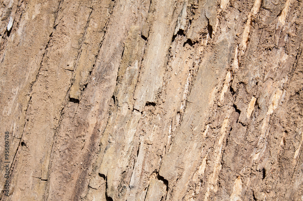 Tree bark texture Tree bark texture