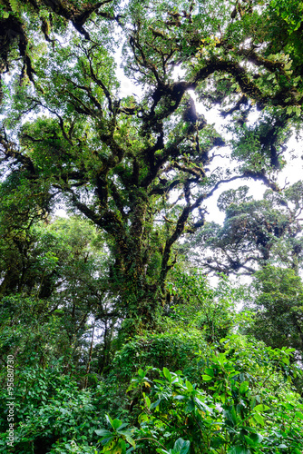Rainforest at Doi inthanon in Chiang Mai, Thailand.