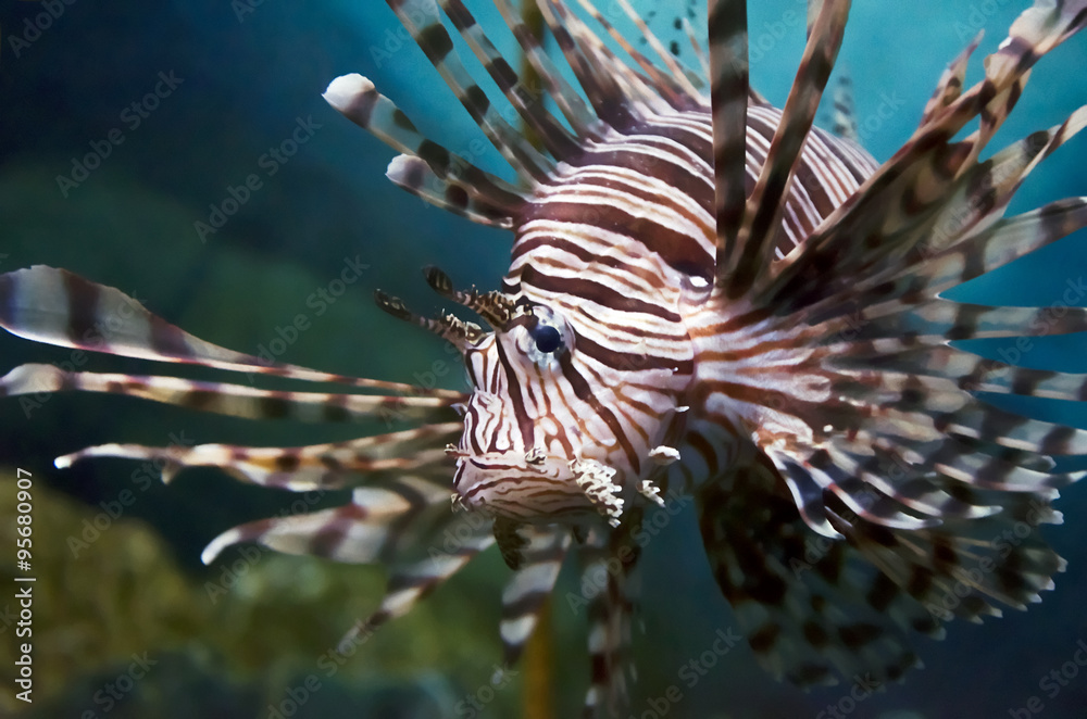 lion fish lion fish
