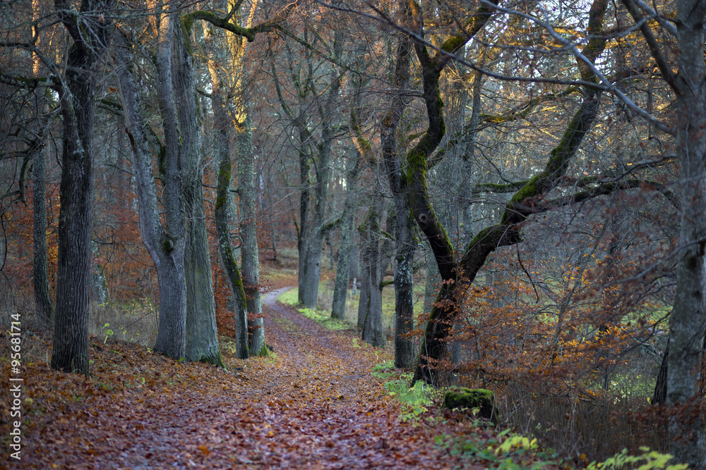 Footpath in beech forest