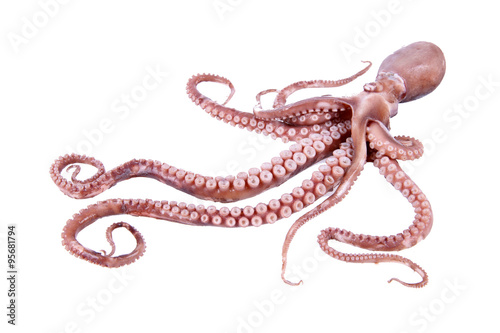 The octopus photo