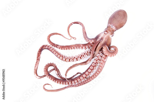 The octopus photo