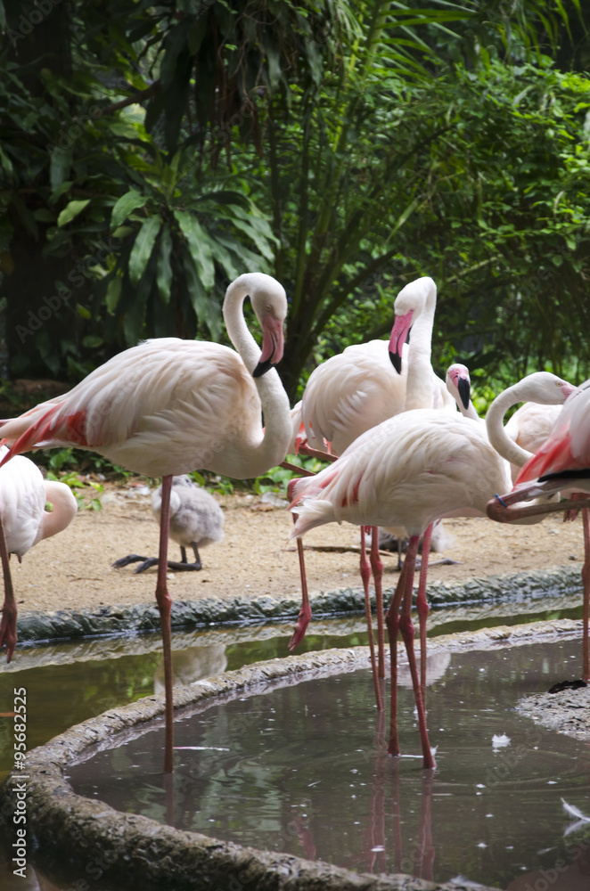 flamingo birds flamingo birds