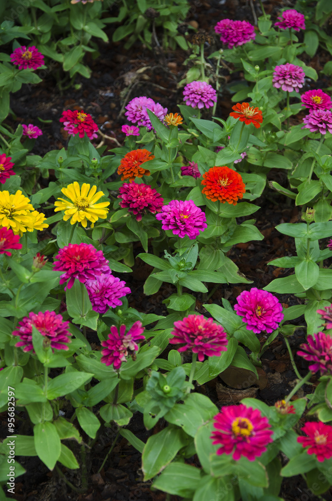 colorful zinnia flower