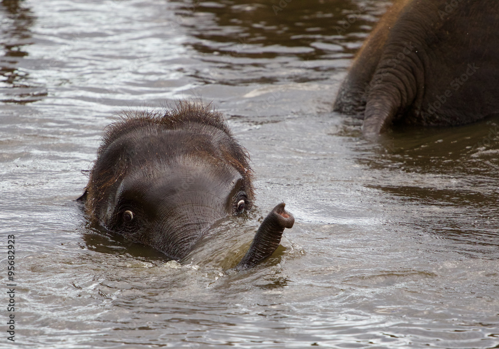 Fototapeta premium Funny young elephant is swimming somewhere