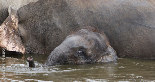 Cute young elephant is swimming together with his parents