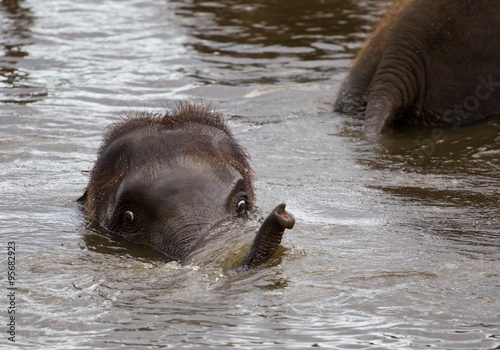 Funny young elephant is swimming somewhere