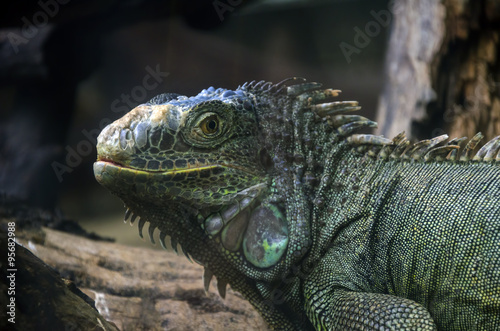 iguanas