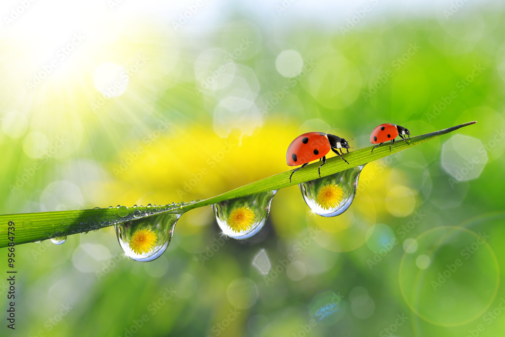 Fototapeta premium Dandelion in the drops of dew on the green grass and ladybugs. Nature background.