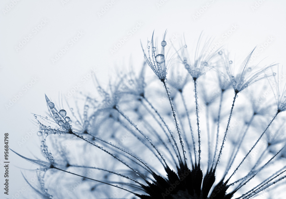 Obraz premium Dewy dandelion flower close up