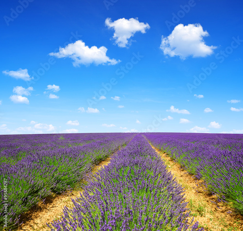 Lavender fields in Provence - France, Europe.