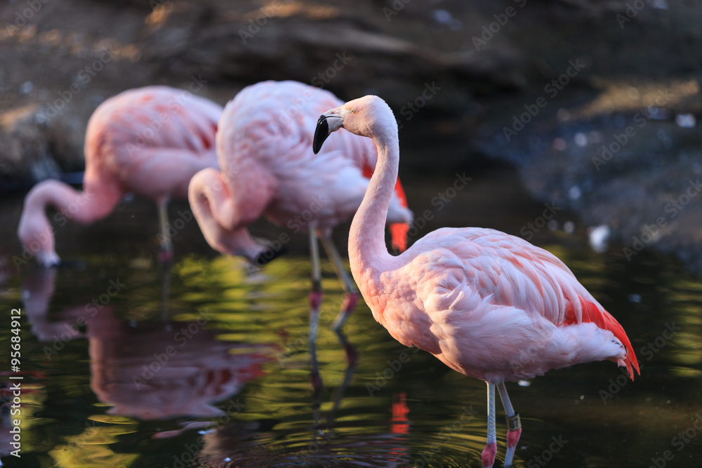 Fototapeta premium Chilean flamingos, Phoenicopterus chilensis, are a bright pink