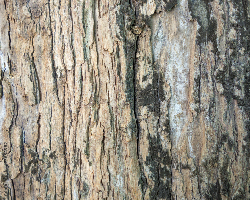 Wood texture background Wood texture background