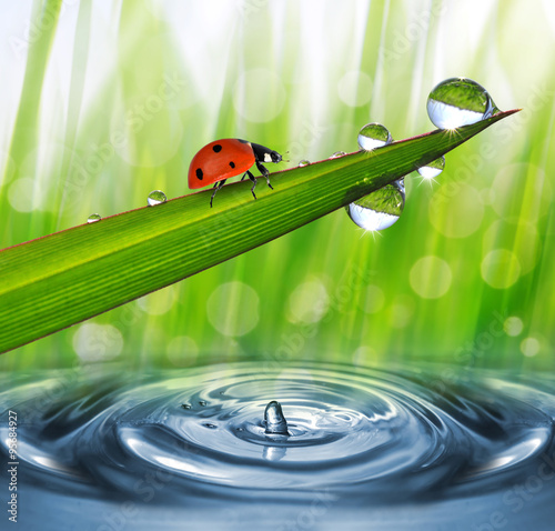 Fresh morning dew and ladybird. Nature background.
