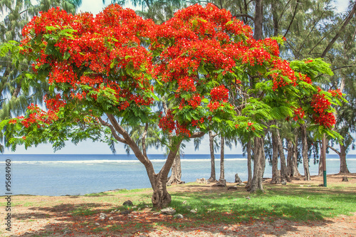 Schilderij op canvas flamboyant fleuri sur la plage de Saint-Leu, île de la Réunion
