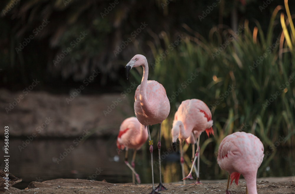 Fototapeta premium Chilean flamingos, Phoenicopterus chilensis, are a bright pink