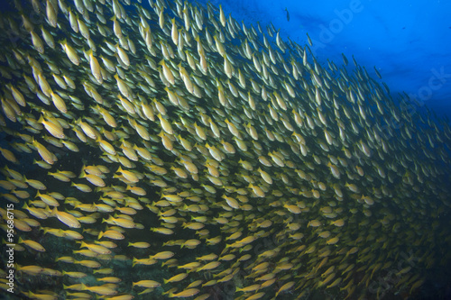 Fish underwater: Bigeye Snappers