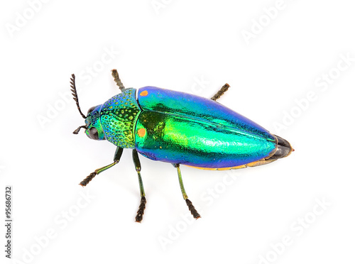 metallic wood-boring beetle isolated on white background.