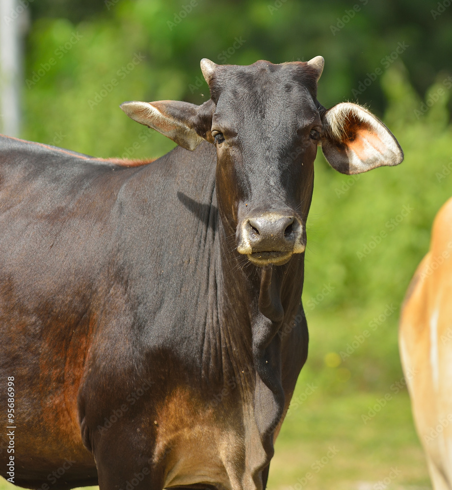 Cow on a summer pasture