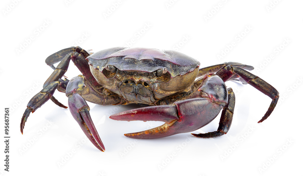 crab on white background