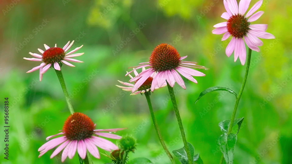 Echinacea flowers in rain