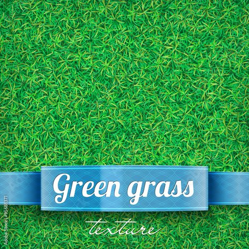 Green grass field texture