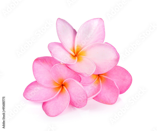 Plumeria on white background