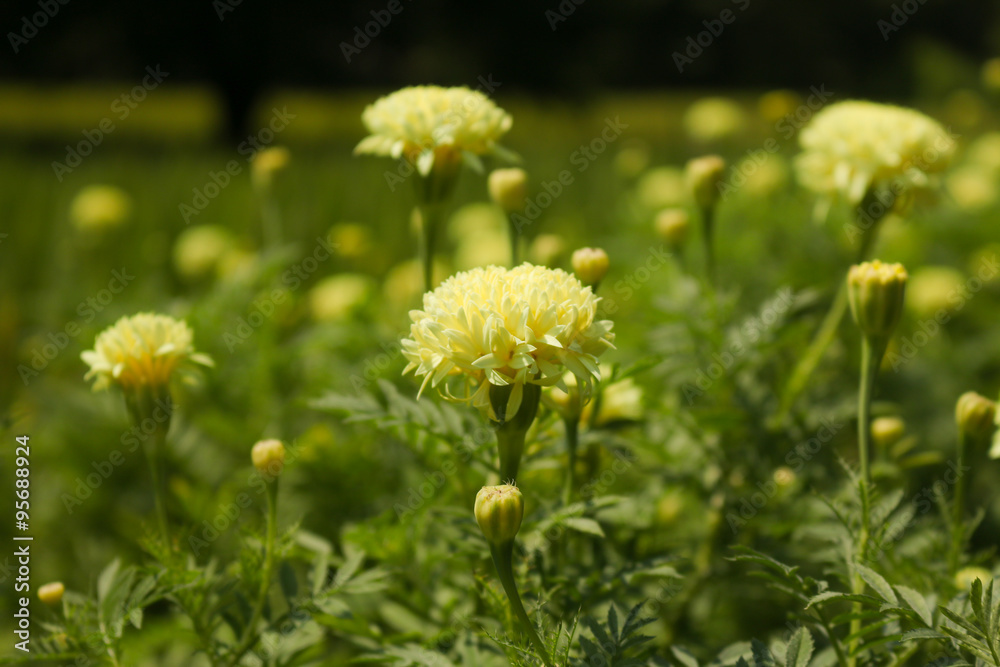 Obraz premium Marigolds , Tagetes spp. (Tagetes erecta, Mexican marigold, Aztec marigold, African marigold)