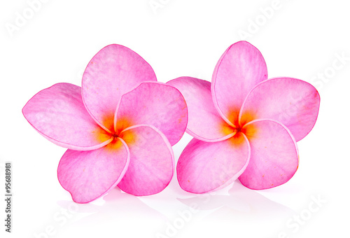 Plumeria on white background