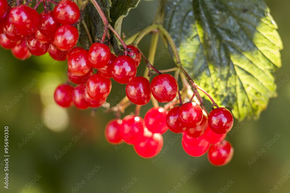 Viburnum berries red