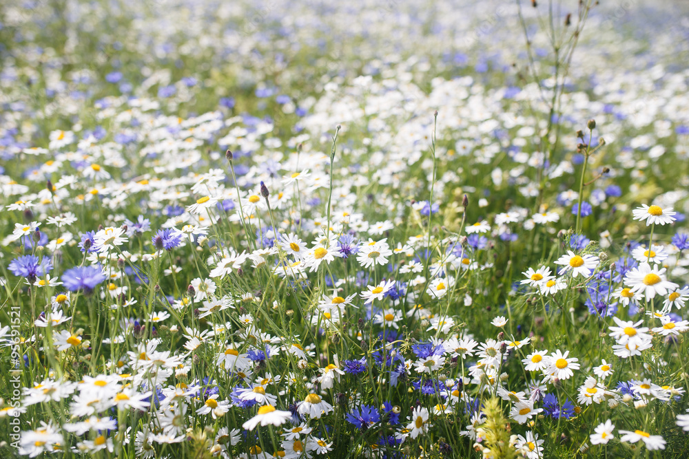 background field of daisies