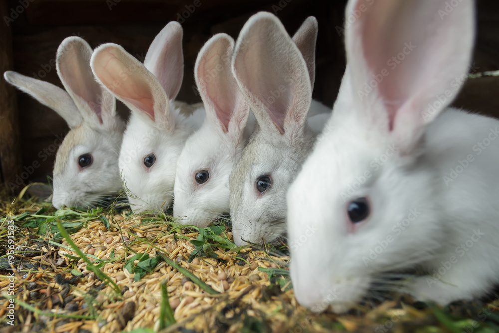 Obraz premium Row of domestic rabbits eating grain and grass in farm hutch