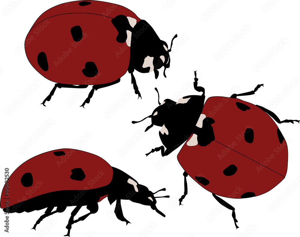 Naklejka premium three red ladybirds isolated on white