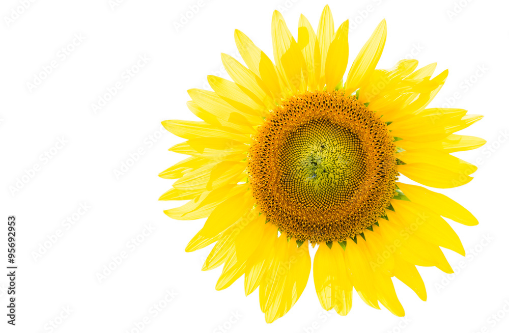 Obraz premium Big sunflower